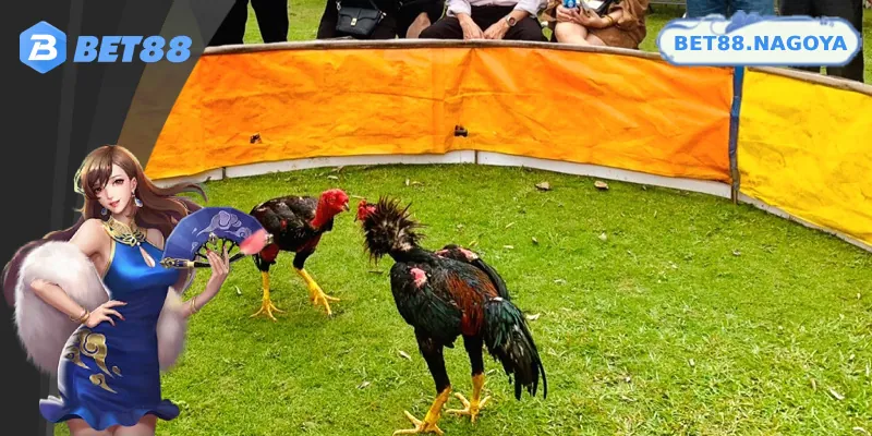 Cách phân biệt trực tiếp gà chọi C1 với loại gà khác