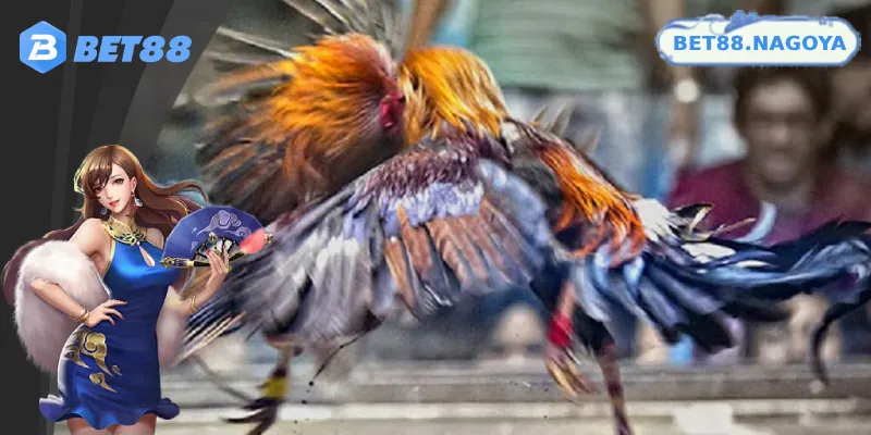 Cần quan sát và đánh giá chiến kê để đưa ra quyết định cược đúng đắn