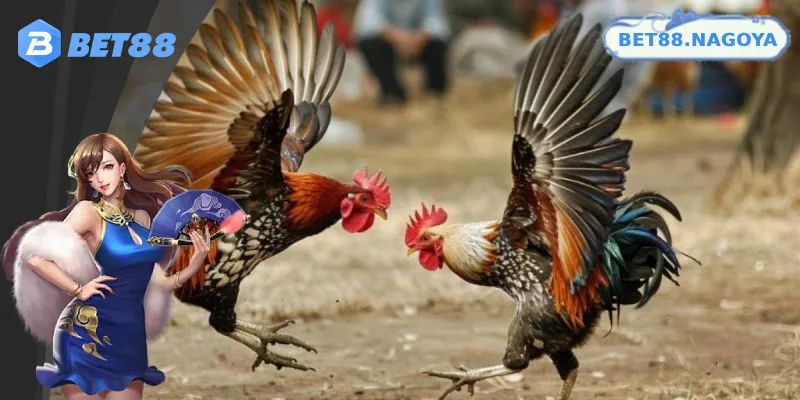 Đôi nét giới thiệu về đá gà tre Bet88